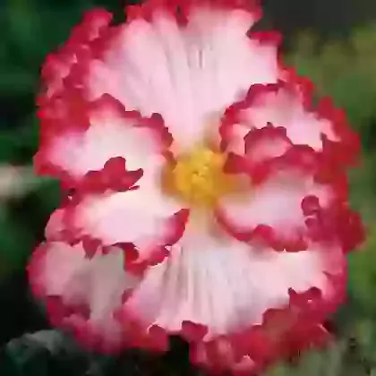 Crispa Marginata White